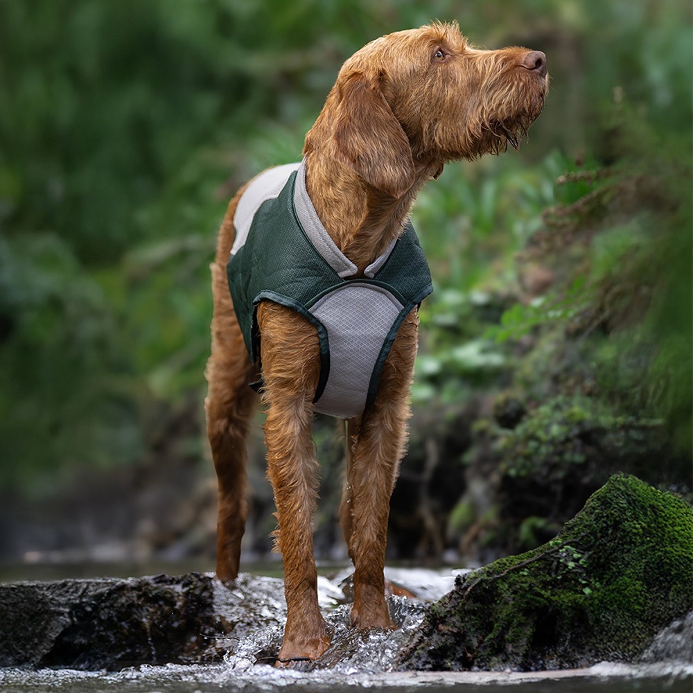 dog jacket