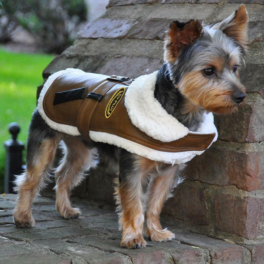dog jacket