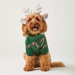 dog christmas sweater
