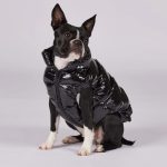 dog puffer jacket