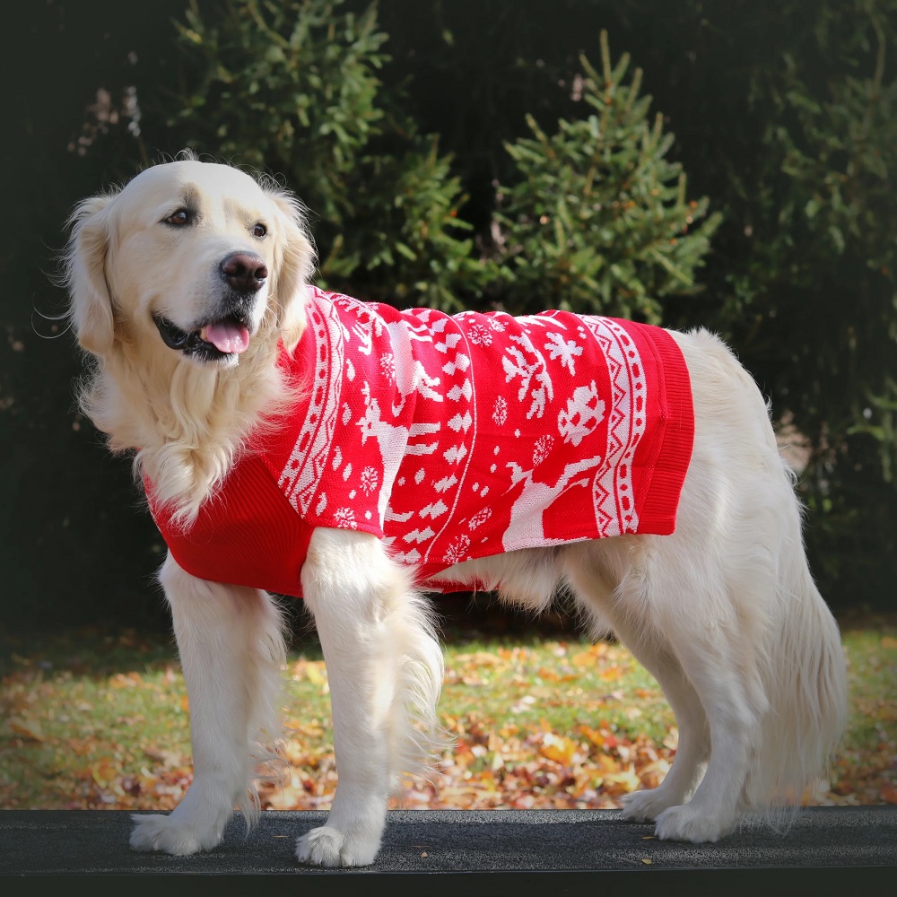 dog christmas sweater