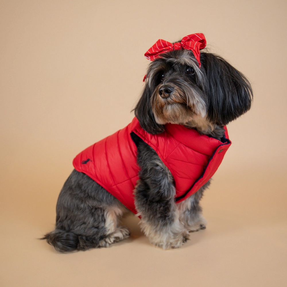 dog puffer jacket