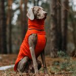winter coats for dogs