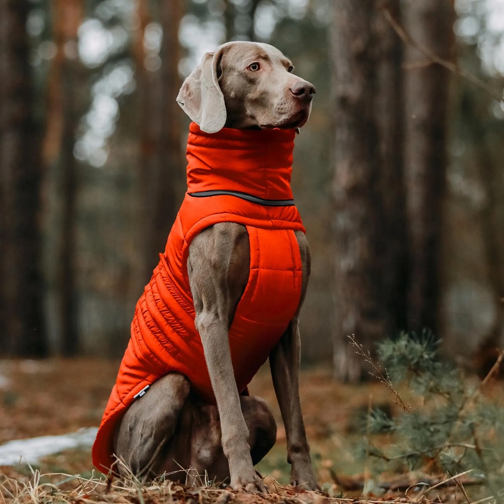 winter coats for dogs